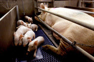 Pigs breeding