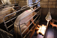 Pigs breeding