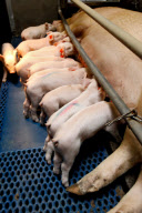 Pigs breeding