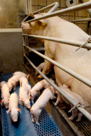 Pigs breeding