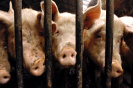 Pigs breeding