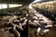 Pigs breeding