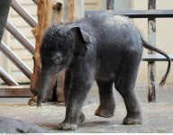 Adorable five-day-old Asian elephant KO RAYA at the Berlin zoo