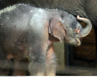 Adorable five-day-old Asian elephant KO RAYA at the Berlin zoo