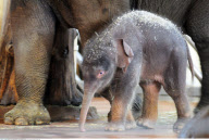 Adorable five-day-old Asian elephant KO RAYA at the Berlin zoo