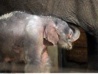 Adorable five-day-old Asian elephant KO RAYA at the Berlin zoo