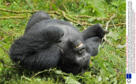 Mountain gorillas drunk on bamboo, Rwanda, Africa - Mar 2009