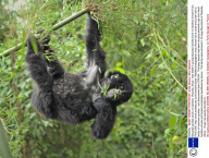 Mountain gorillas drunk on bamboo, Rwanda, Africa - Mar 2009
