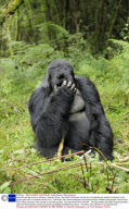 Mountain gorillas drunk on bamboo, Rwanda, Africa - Mar 2009