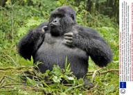 Mountain gorillas drunk on bamboo, Rwanda, Africa - Mar 2009