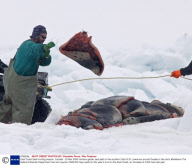 East Coast Seal Hunting season, Canada - 23 Mar 2009