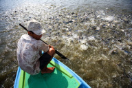 Vietnam Catfish Industry