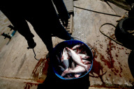 Vietnam Catfish Industry
