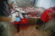 Vietnam Catfish Industry