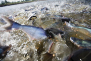 Vietnam Catfish Industry