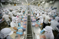 Vietnam Catfish Industry