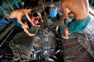 Vietnam Catfish Industry