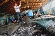Vietnam Catfish Industry