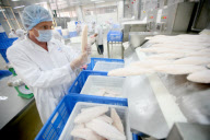 Vietnam Catfish Industry