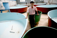 Vietnam Catfish Industry