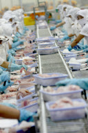 Vietnam Catfish Industry