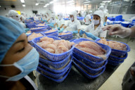 Vietnam Catfish Industry