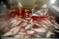 Vietnam Catfish Industry