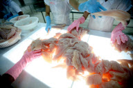 Vietnam Catfish Industry