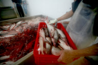 Vietnam Catfish Industry