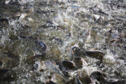 Vietnam Catfish Industry