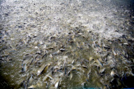Vietnam Catfish Industry