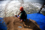 Vietnam Catfish Industry