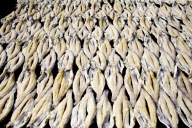 Vietnam Catfish Industry