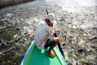 Vietnam Catfish Industry