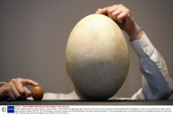 World's Biggest Egg to be sold at auction, London, Britain - 25 Mar 2009