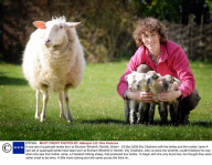 A rare set of quadruple lambs born at Bircham Windmill, Norfolk, Britain - 23 Mar 2009