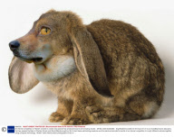 An internet competition to 'Morph' animals to create new species has produced bizarre and amazing results - 26 Mar 2009