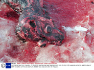 Commercial Seal Hunt, Canada - 25 Mar 2009