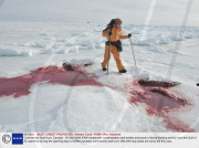 Commercial Seal Hunt, Canada - 25 Mar 2009