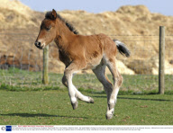 Farm celebrates the birth of a rare Eriskay pony, Cholderton Rare Breeds Farm, near Salisbury, Wiltshire, Britain - Mar 2009