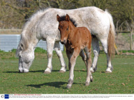 Farm celebrates the birth of a rare Eriskay pony, Cholderton Rare Breeds Farm, near Salisbury, Wiltshire, Britain - Mar 2009