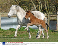 Farm celebrates the birth of a rare Eriskay pony, Cholderton Rare Breeds Farm, near Salisbury, Wiltshire, Britain - Mar 2009