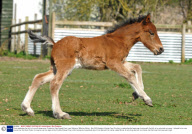 Farm celebrates the birth of a rare Eriskay pony, Cholderton Rare Breeds Farm, near Salisbury, Wiltshire, Britain - Mar 2009