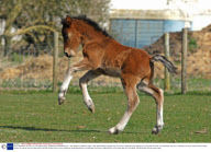 Farm celebrates the birth of a rare Eriskay pony, Cholderton Rare Breeds Farm, near Salisbury, Wiltshire, Britain - Mar 2009