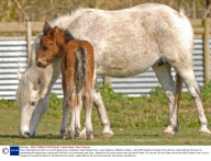 Farm celebrates the birth of a rare Eriskay pony, Cholderton Rare Breeds Farm, near Salisbury, Wiltshire, Britain - Mar 2009
