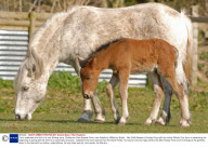 Farm celebrates the birth of a rare Eriskay pony, Cholderton Rare Breeds Farm, near Salisbury, Wiltshire, Britain - Mar 2009