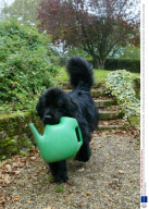 Hazel Carter with Her Dog Connie, Who She Has Trained to Carry Out Household Tasks, Blackboys, East Sussex, Britain - Jan 2008