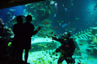 Opening of new multi-million pound Sea Life Aquarium