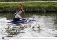Vicious Swan who attacks rowers on the River Cam in Cambridge, Britain - 07 Apr 2009