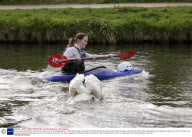 Vicious Swan who attacks rowers on the River Cam in Cambridge, Britain - 07 Apr 2009